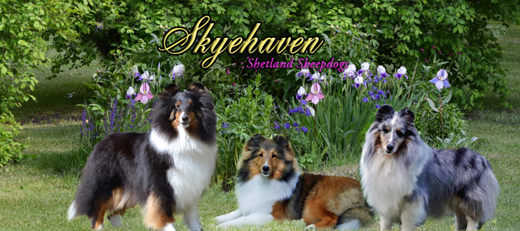 madselin shelties